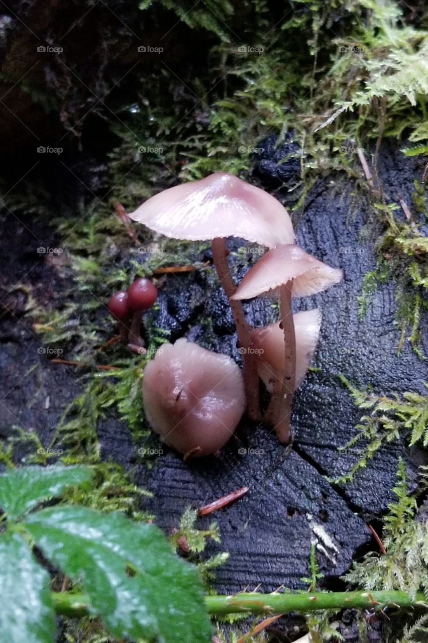beauty in fungus
