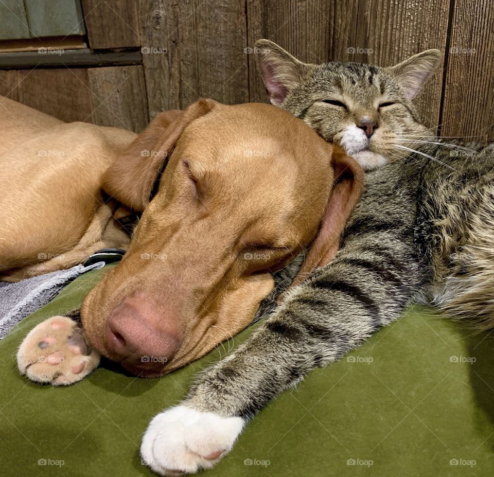 Cat sleeping with dog on pillow.