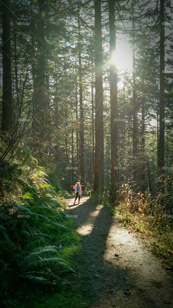 Wood, Tree, Landscape, Nature, No Person