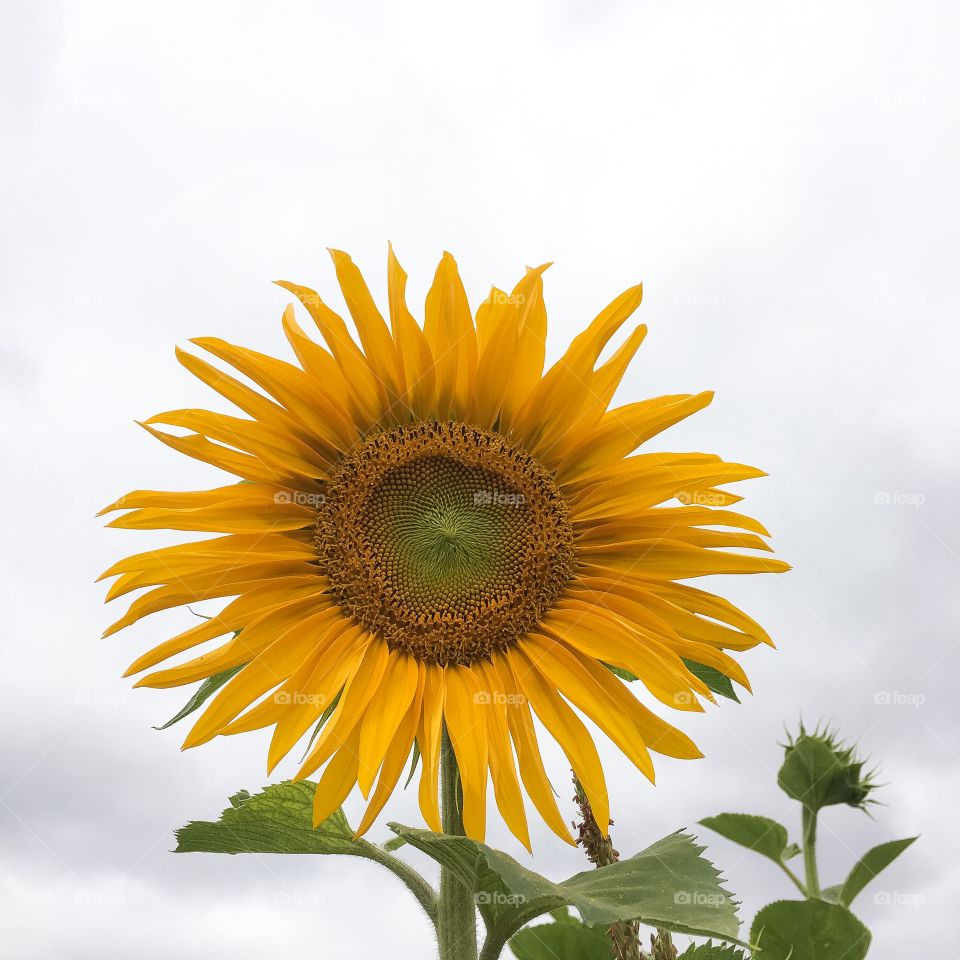 Sunflower, Nature, Flower, Summer, Bright