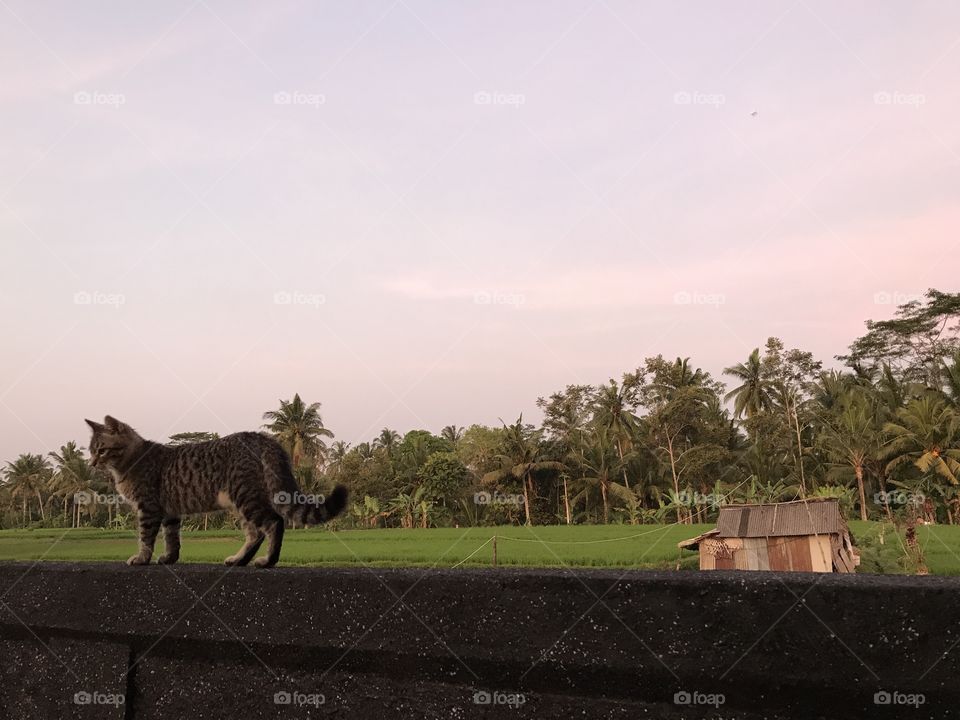 Cat on the landscape 