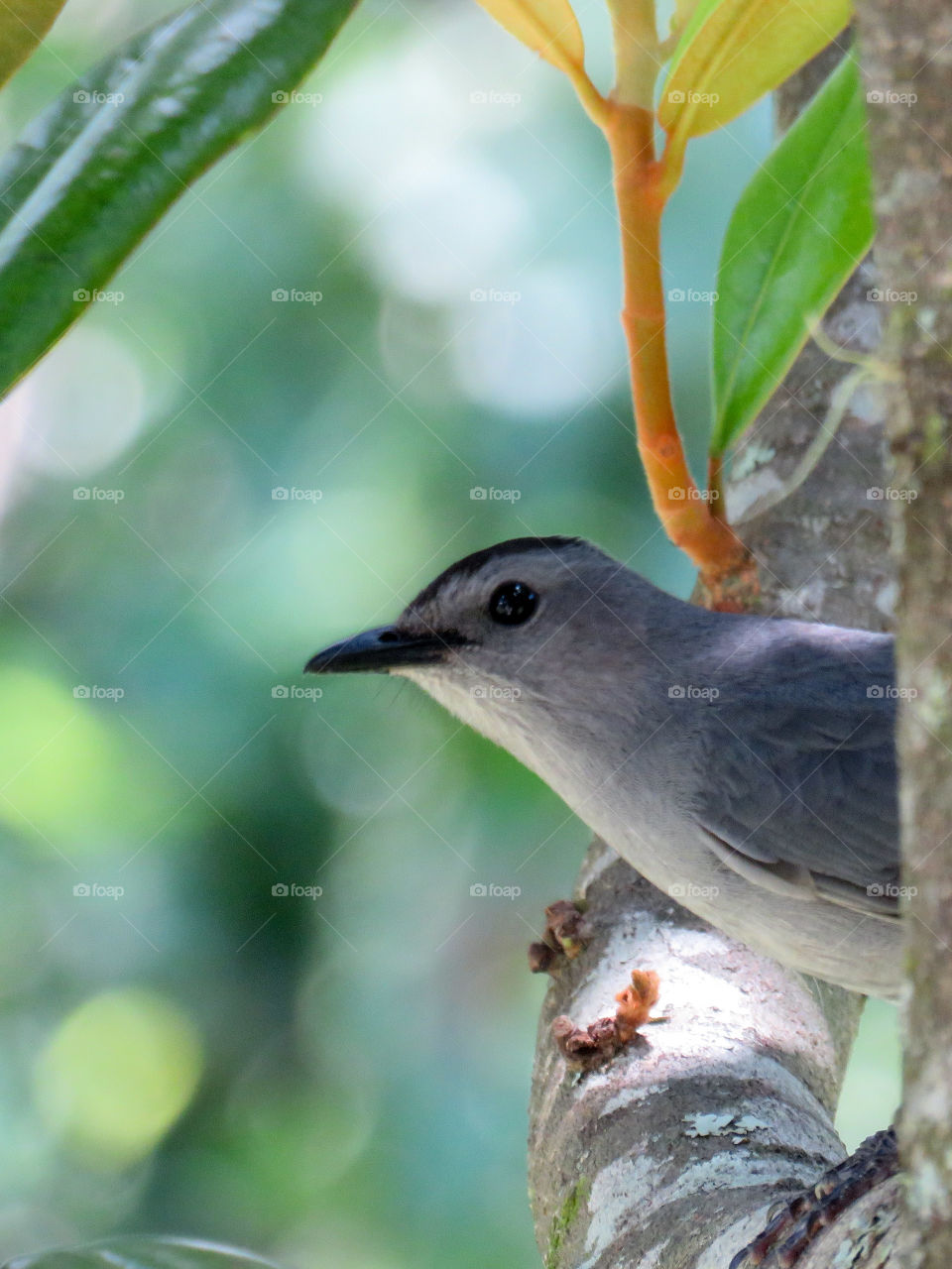 catbird sitting in a tree