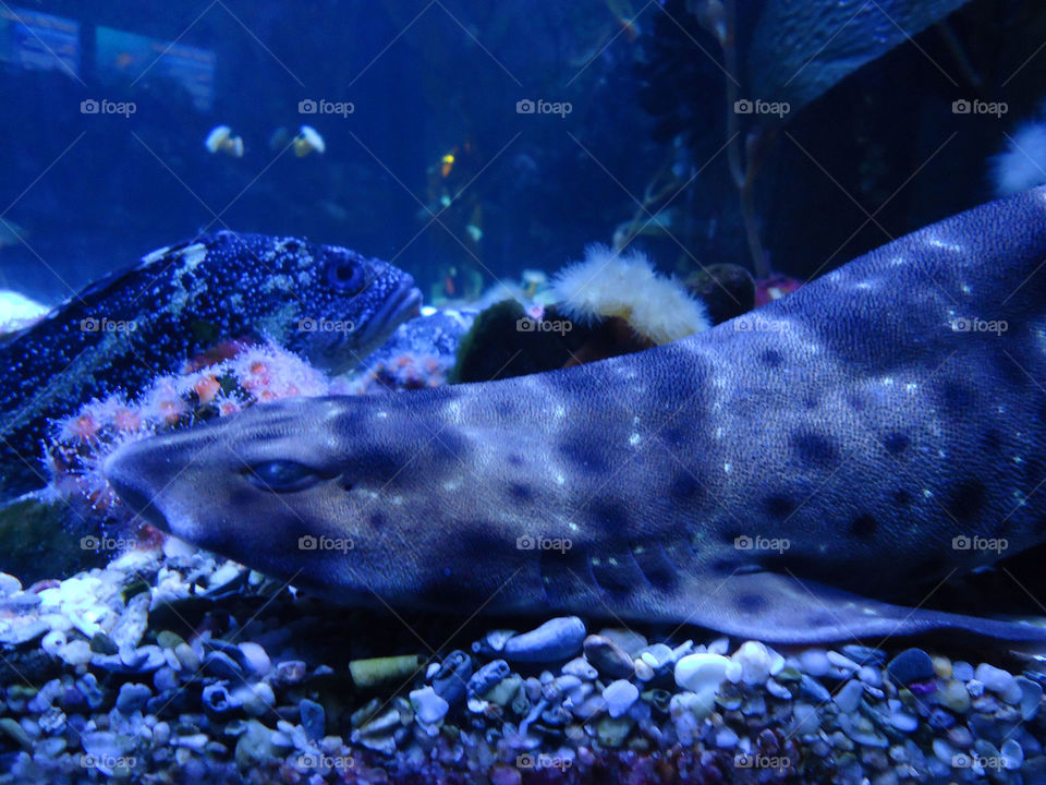 Under the Sea ( Series )