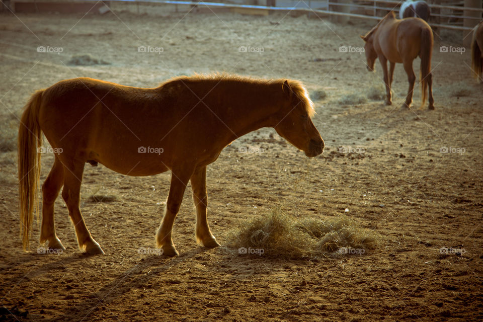 Brown horse at the ranch