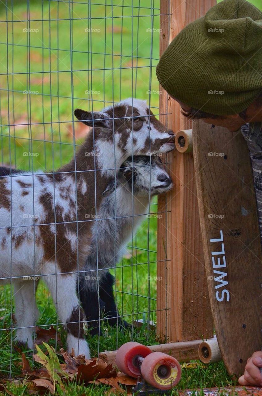 Curious Goats