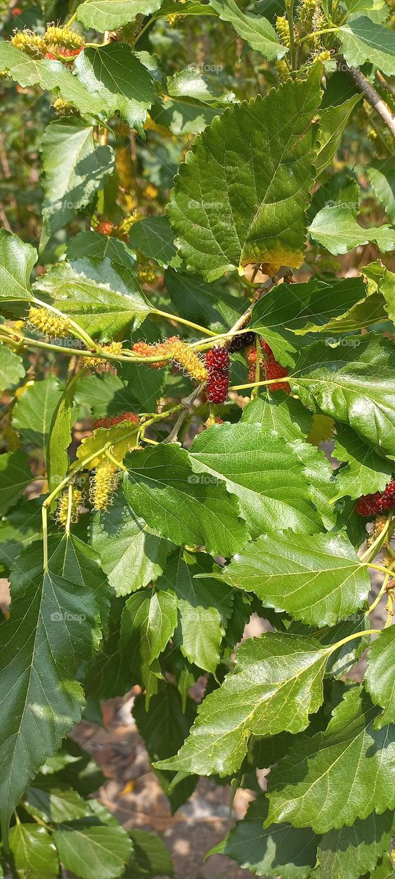Strawberry is a type of berry that grows in many wild forests. These berries have a sweet taste