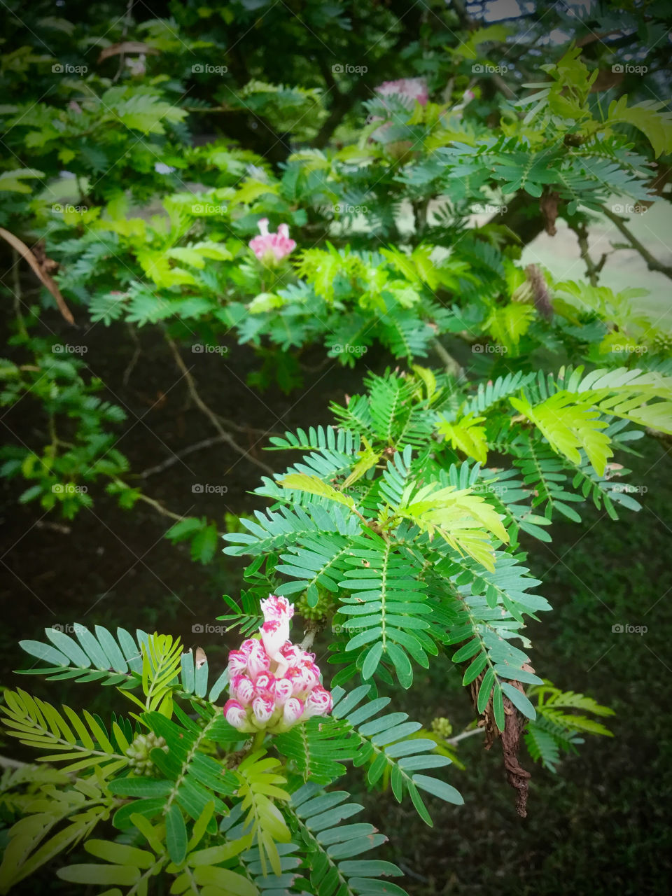 Pink bloom on tree at Liliʻuokalani Park and Garden