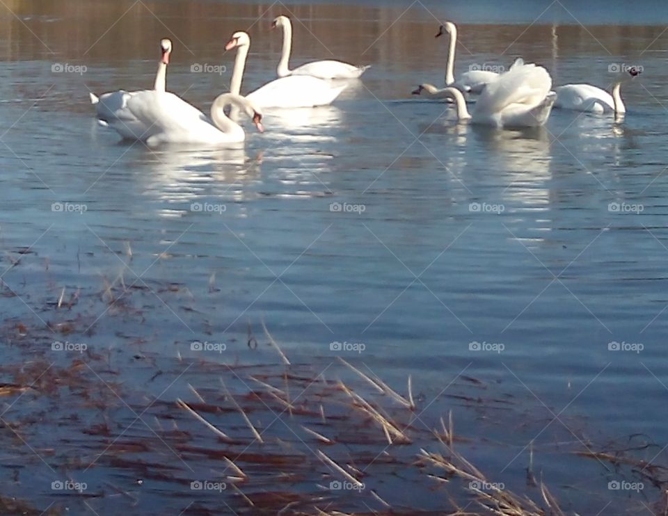 Swan, Bird, Water, Lake, Pool