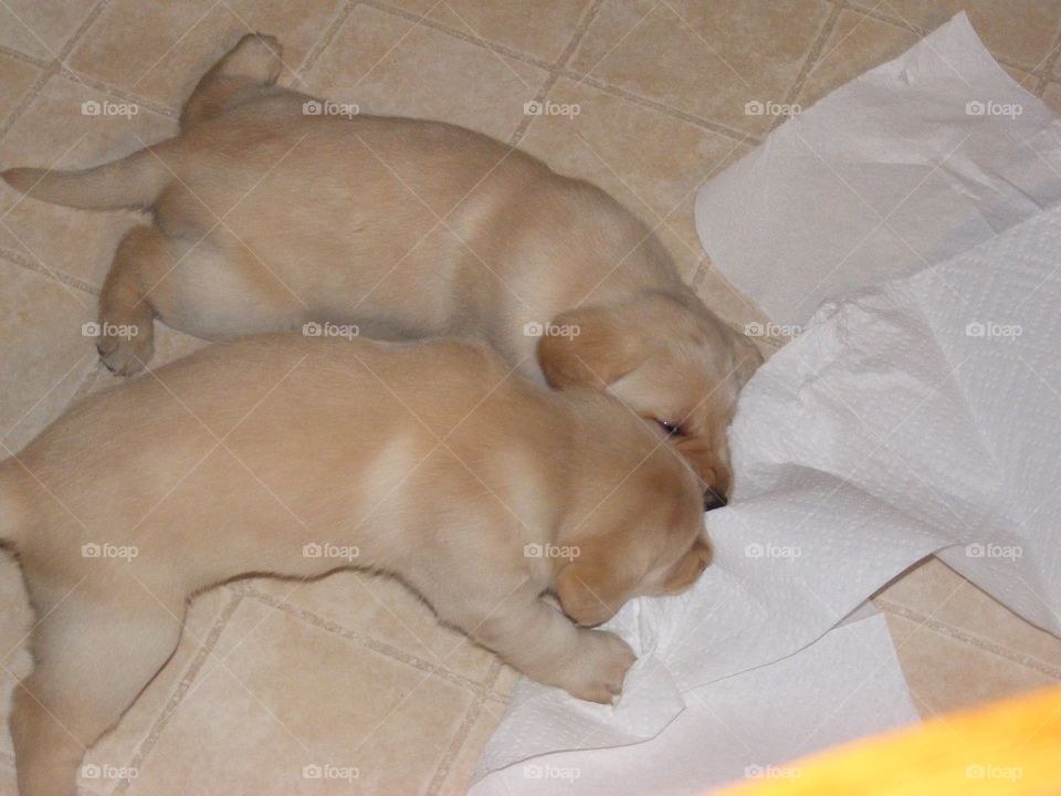2 yellow Labrador retriever puppies playing with paper towels