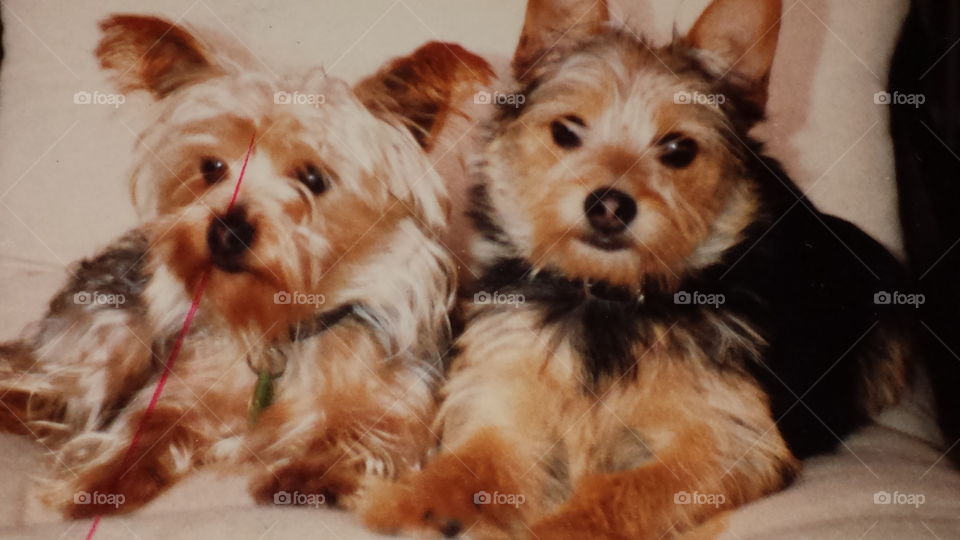 Yorkshire Terrier und Welpe