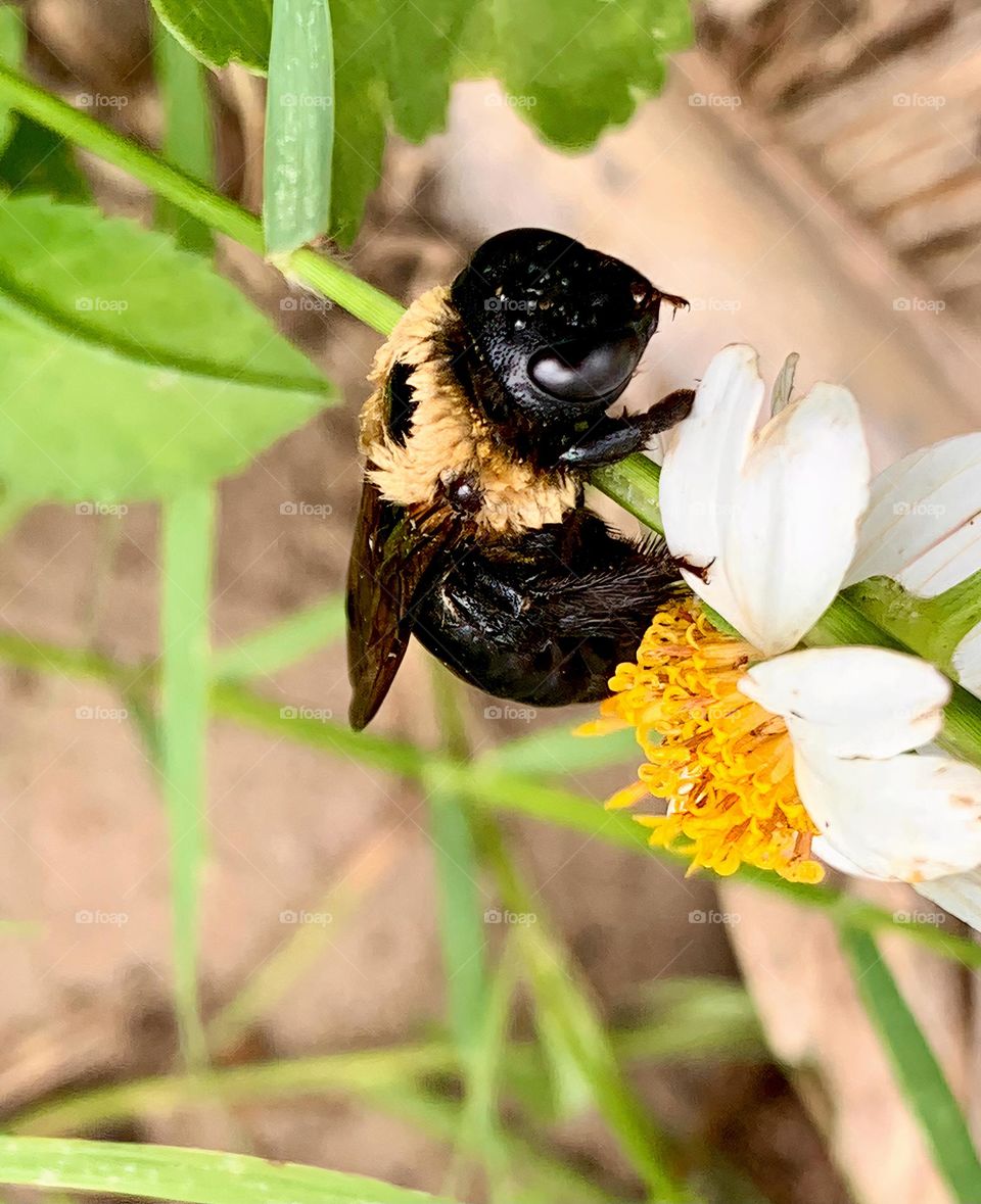 Big Friendly And Cute Fluffy Bumble Bee Drying Off On A White And Yellow Flower Starting Summer.