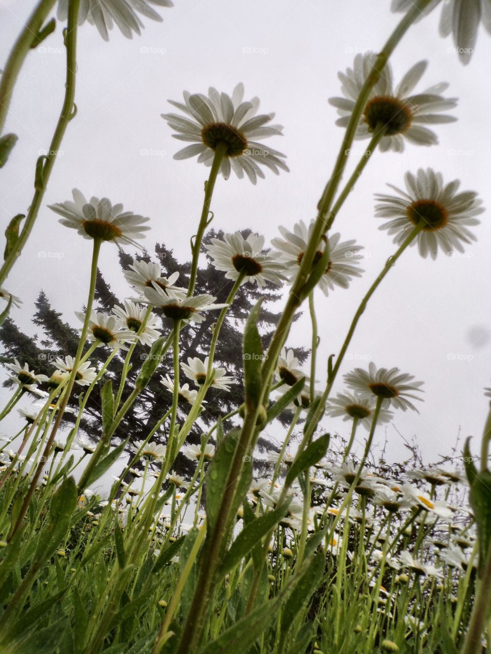 Looking up into daisies 