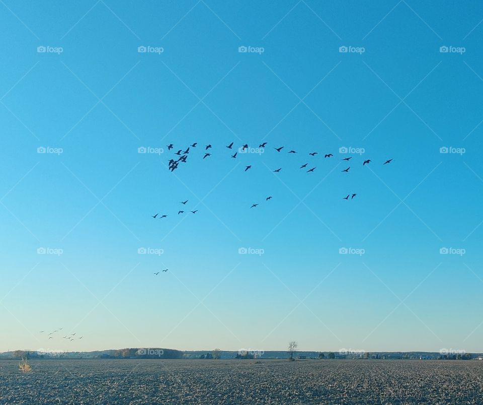 Canadian gooses in the sky