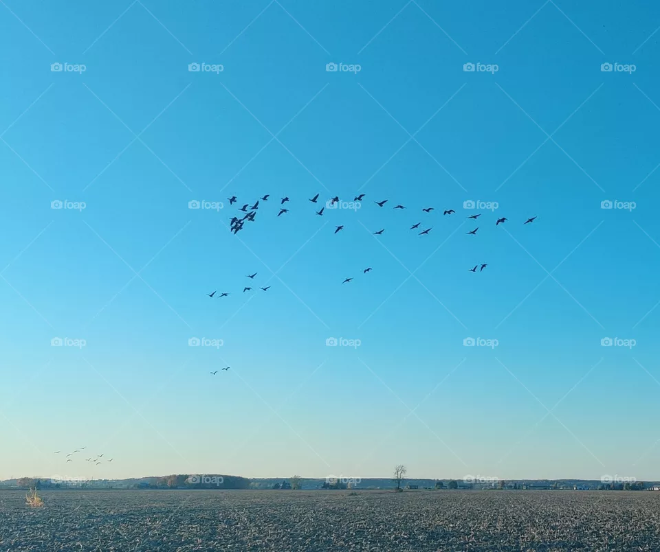Canadian gooses in the sky