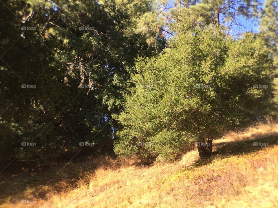 Landscape with a tree