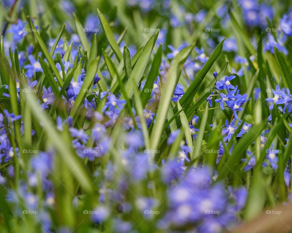 Spring flowers