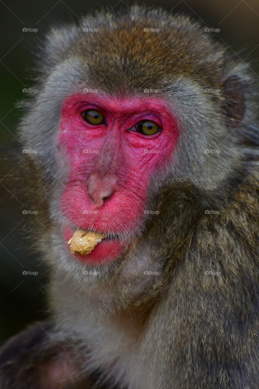 Japanese macaque