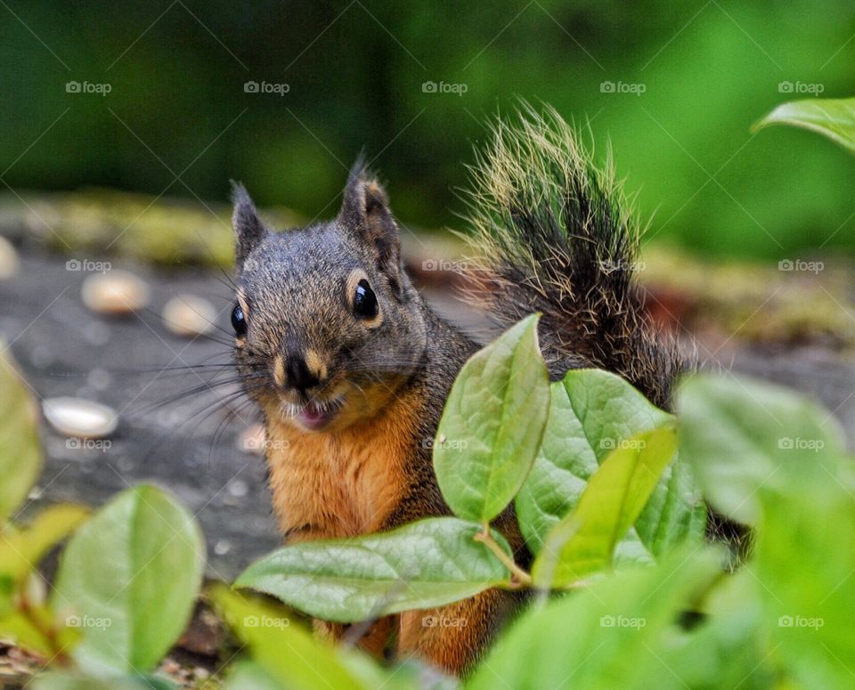 Douglas squirrel