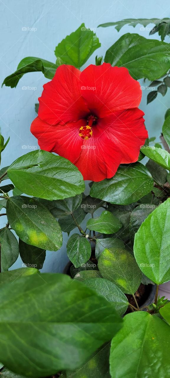 Flowers are the sweetest things that God ever made and forgot to put a soul into.