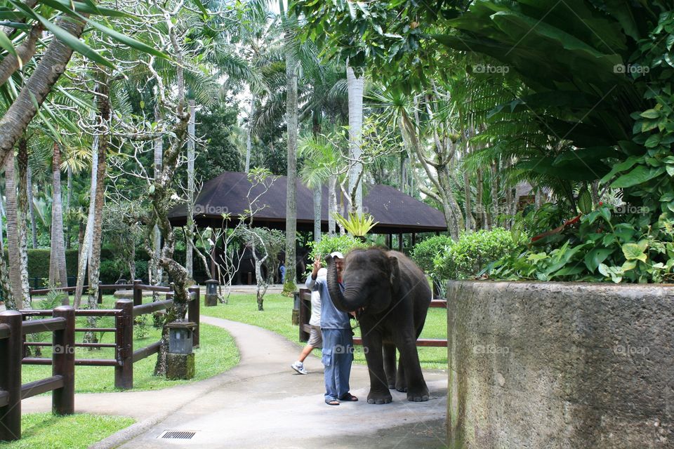 Elephants 