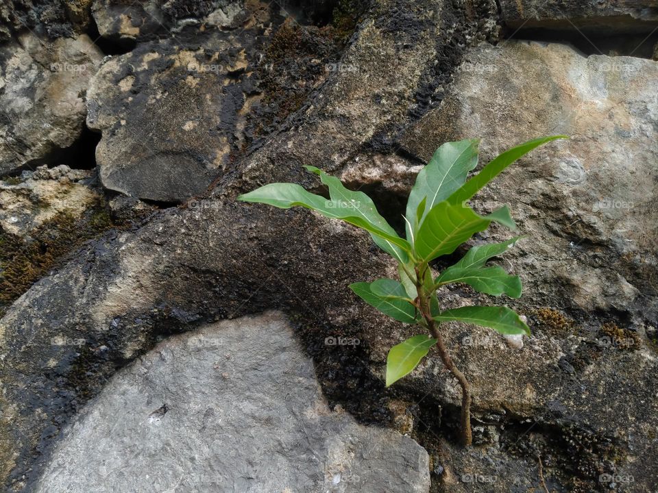 A small tree grows between the rocks.