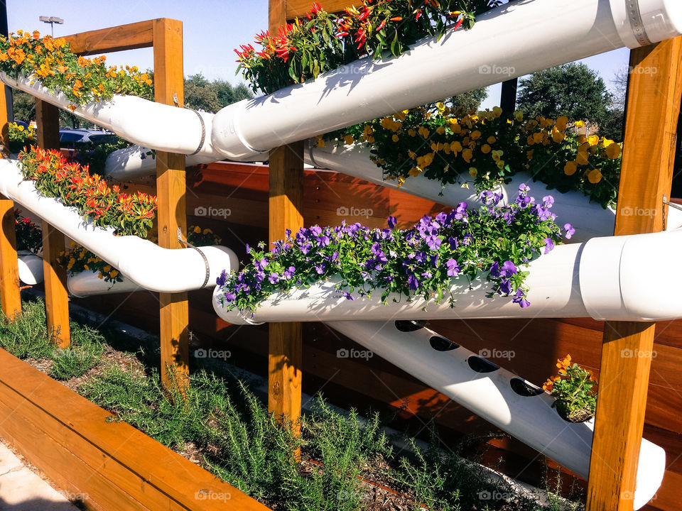 PVC pipe planter for vegetables and flowers