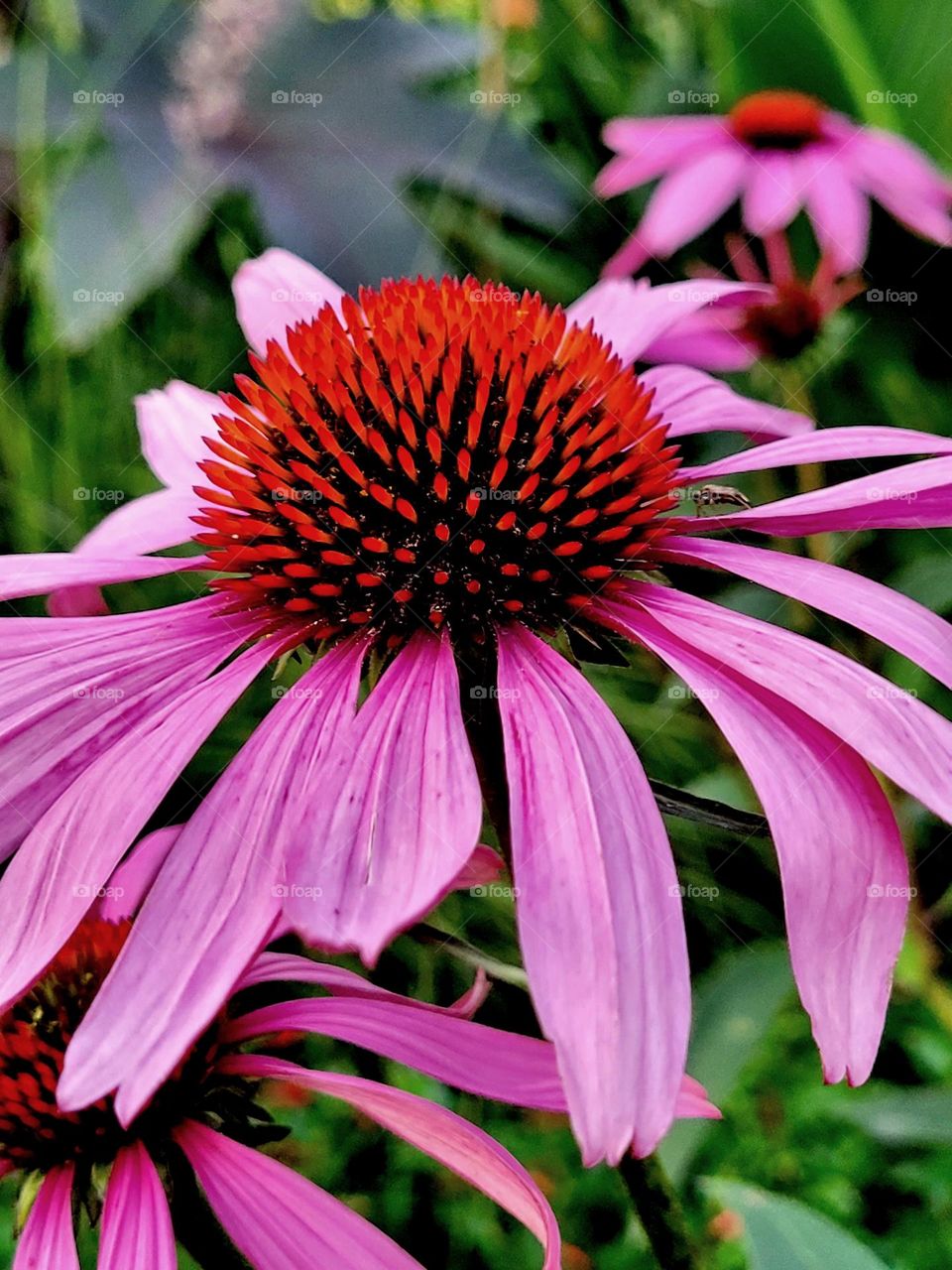 pink flower with insect on top