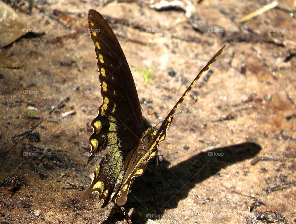 Butterfly on our walk