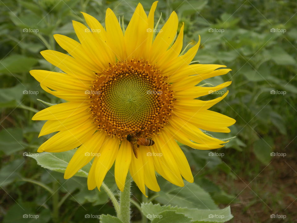 Sunflower