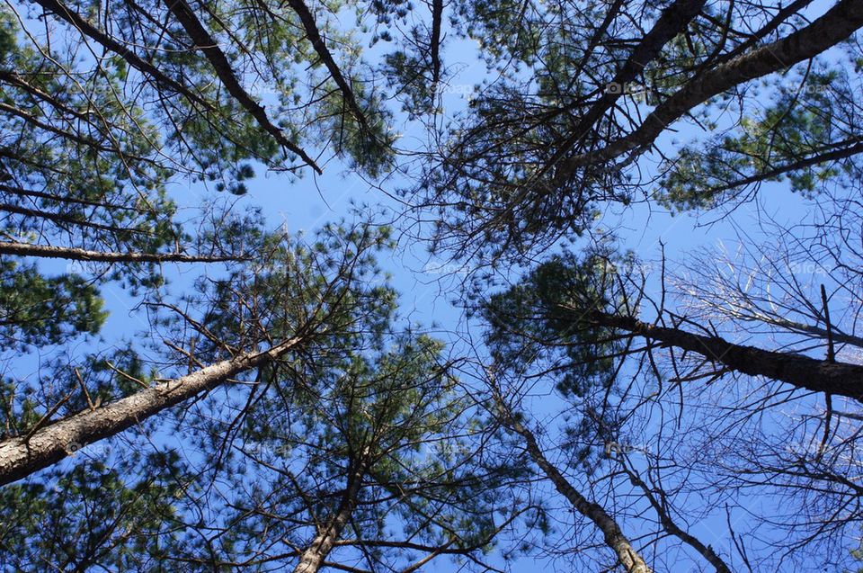 Low angle view of trees