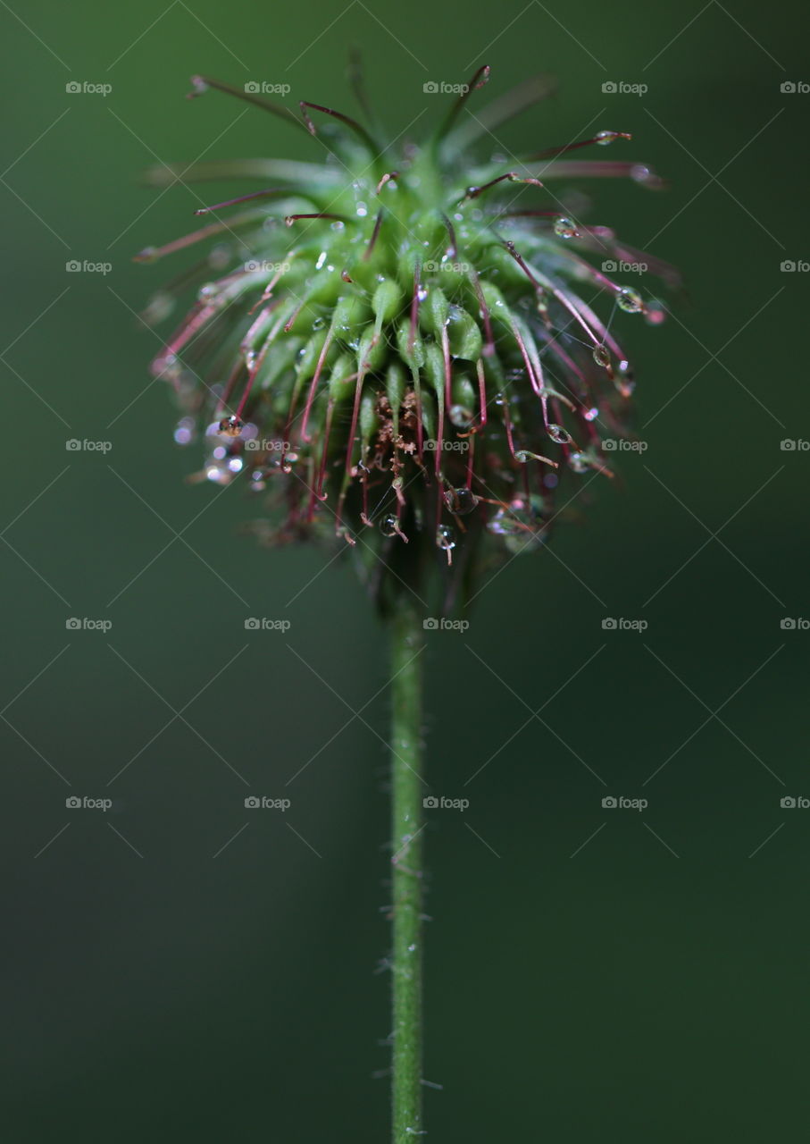 Raindrops On Flower