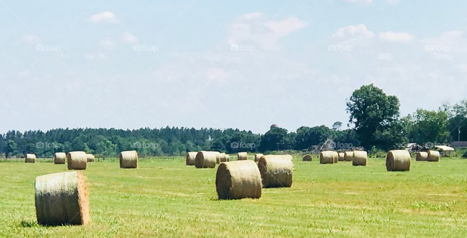 Fresh cut rolls of hay resting in the South Georgia hay fields.