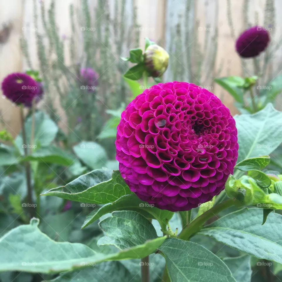 Dahlia