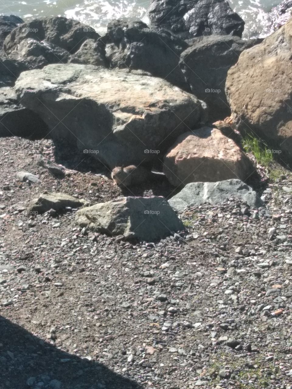 beach squirrel
