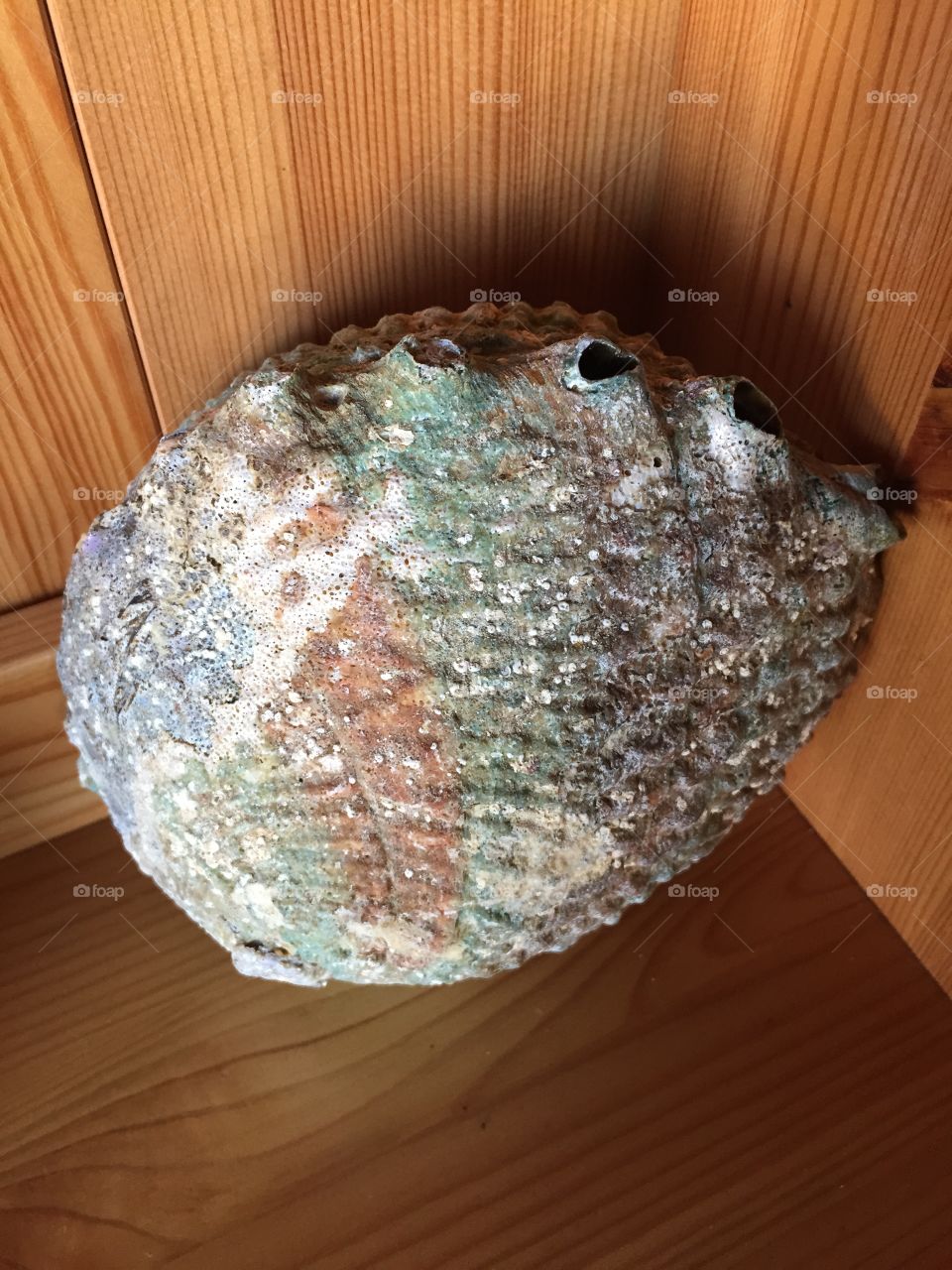Albalone Shell