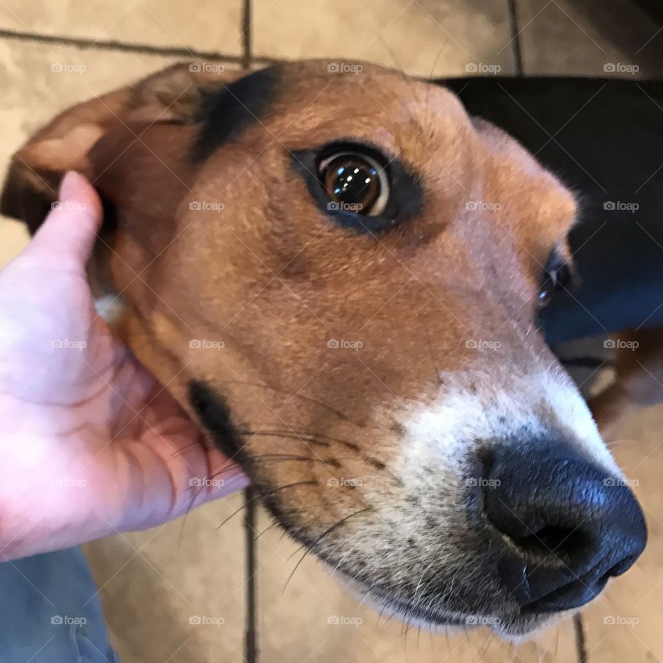Beagle Basset Hound mix dog 