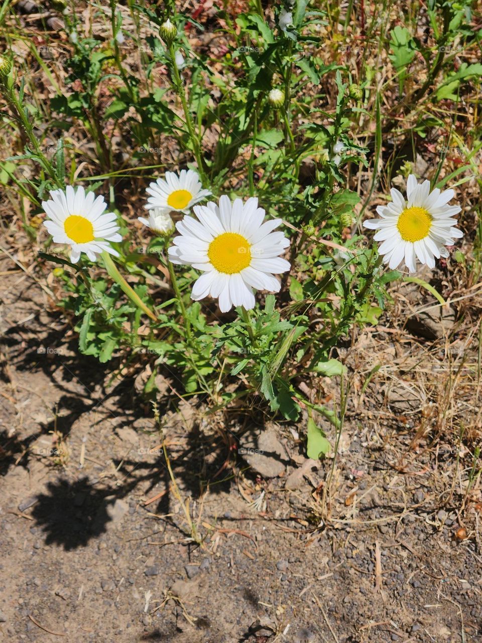 patch of white and yellow daisies growing in an Oregon Nature Park