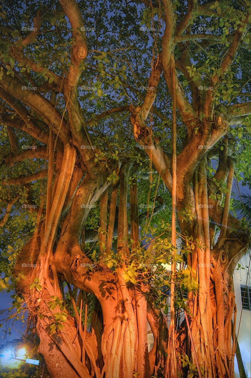 Old tropics tree in south beach