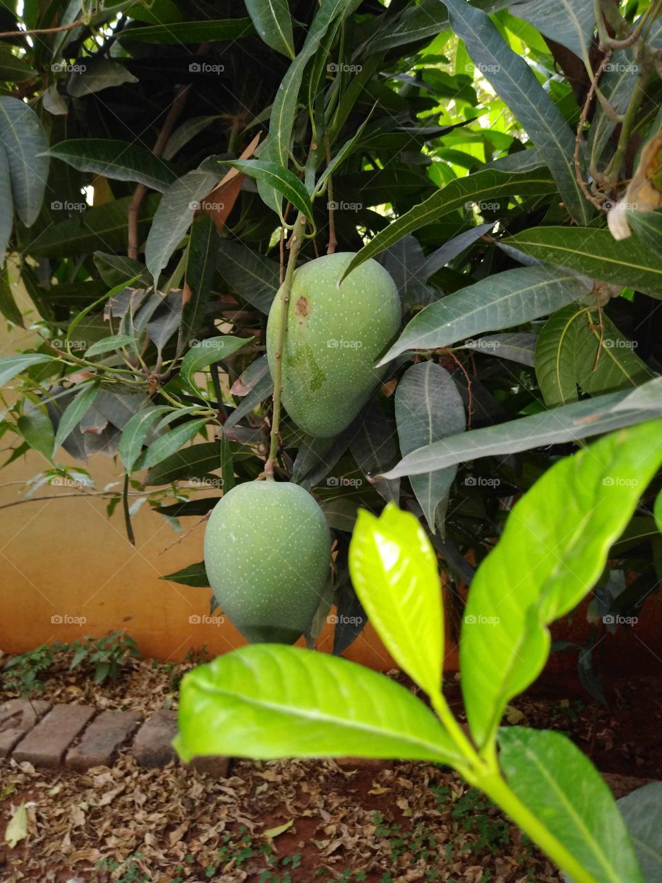 mango and mango leaf