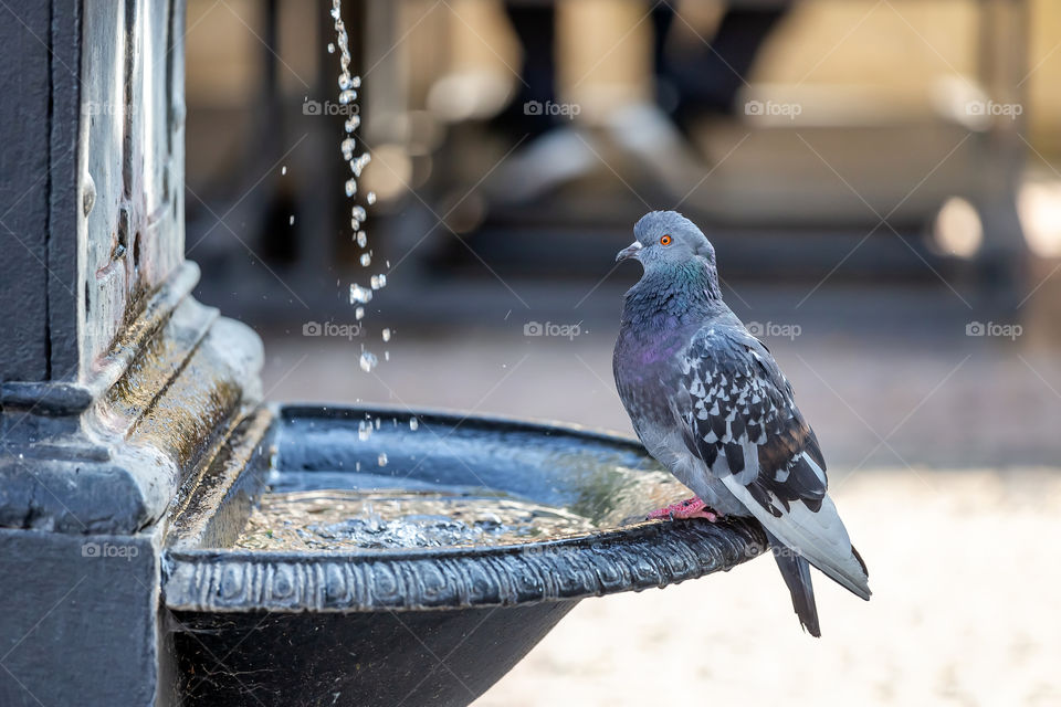 Pigeon drinking water from small fountain in the city