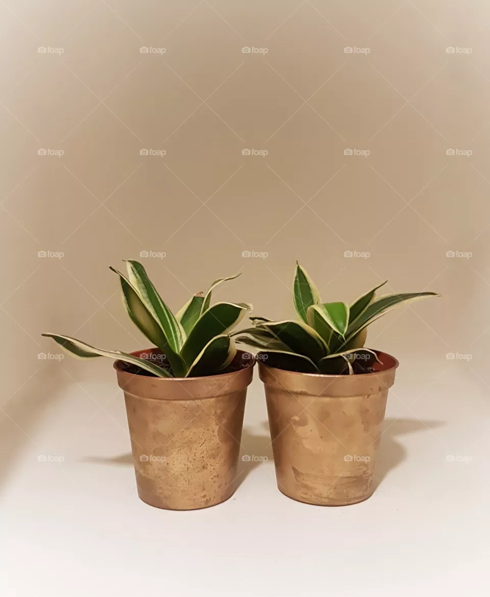 plant