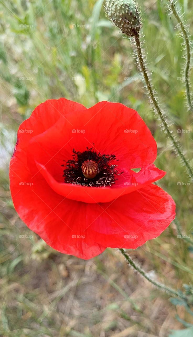 Red poppy