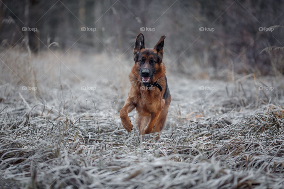 German shepherd dog walking in a winter park 