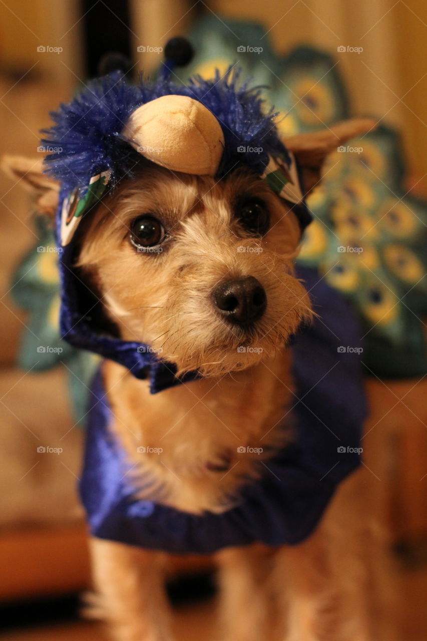 Halloween puppy