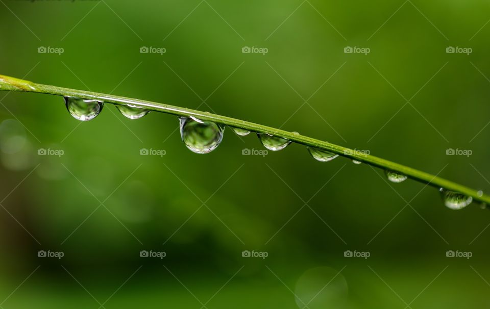 rain drops