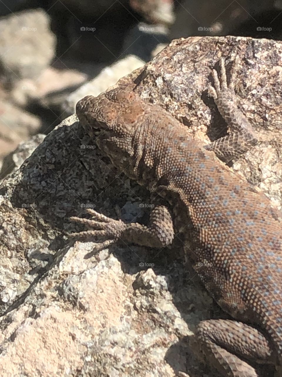 Side-Blotched Lizard Sunbathing on a rock 