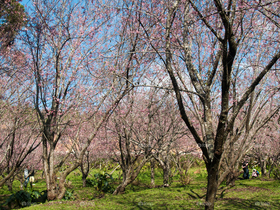 cherry flower