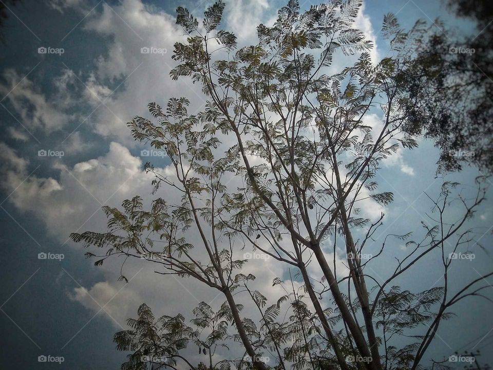 árbol con donde de nube
esta foto fue tomada con un celular Motorola G4 play y retocada con el mismo en un parque en la tarde