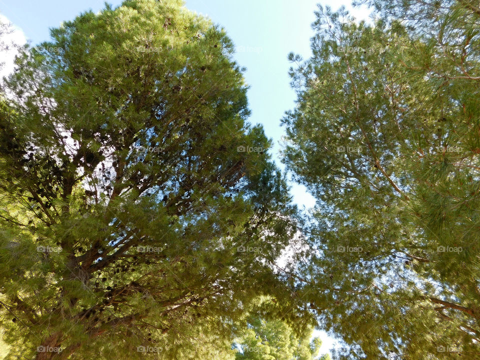 trees