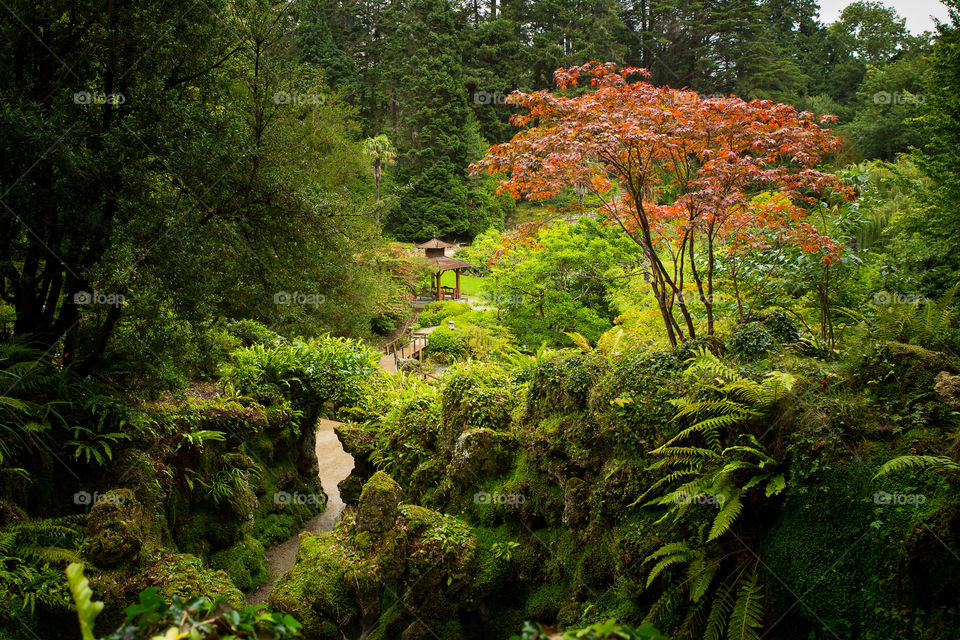 The first sign of autumn when the Japanese maple leaves turn orange. Love this tree in autumn for its bright red leaves. Image of garden at autumn start.